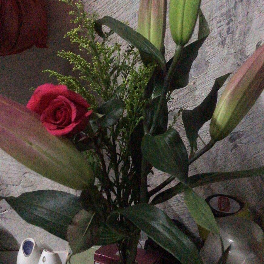 芬