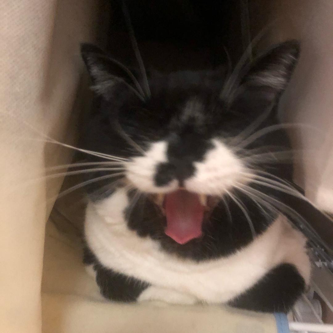 吐一地的猫猫