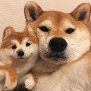 贪玩的大狗