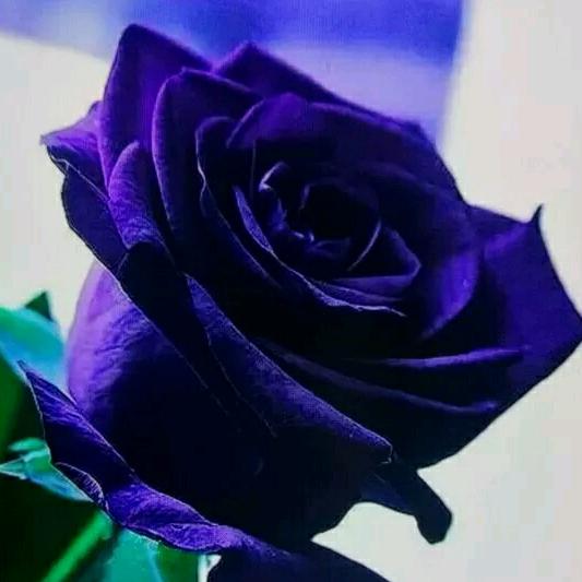 再不疯狂就老了💃