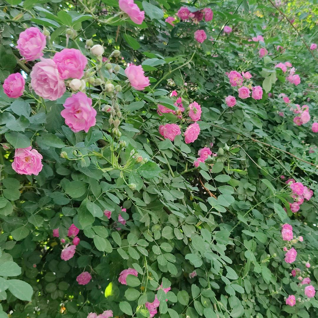 幸福树。
