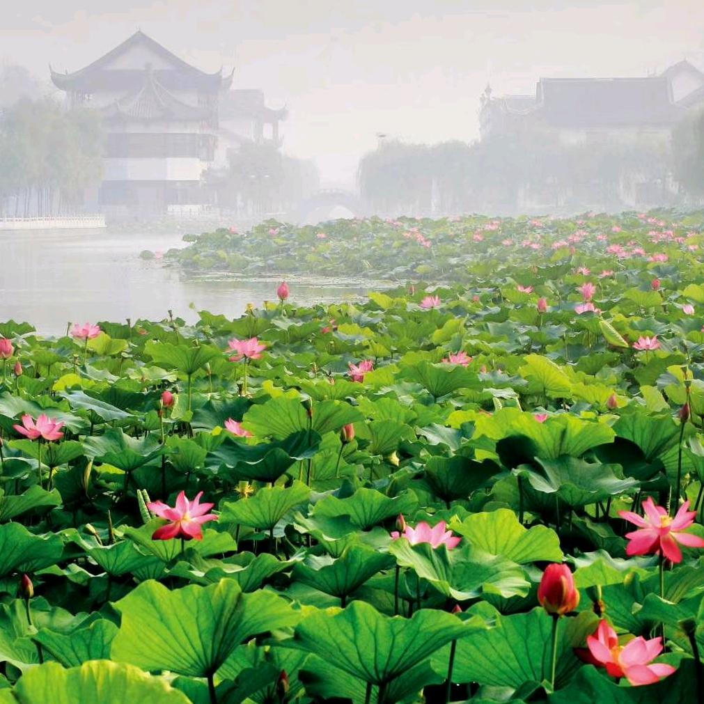 惠惠