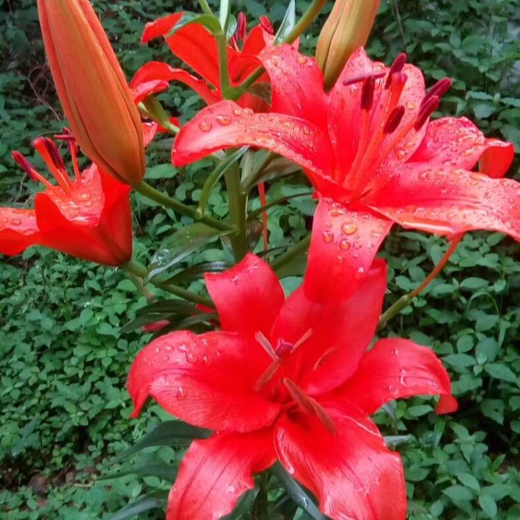 芭蒂蔻大食堂阿琴