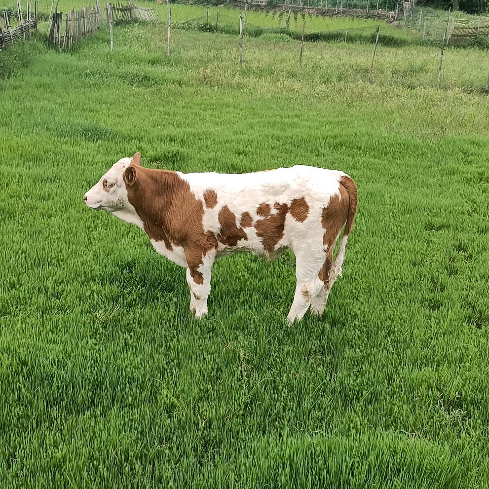 经济牛🐮贩子金国超