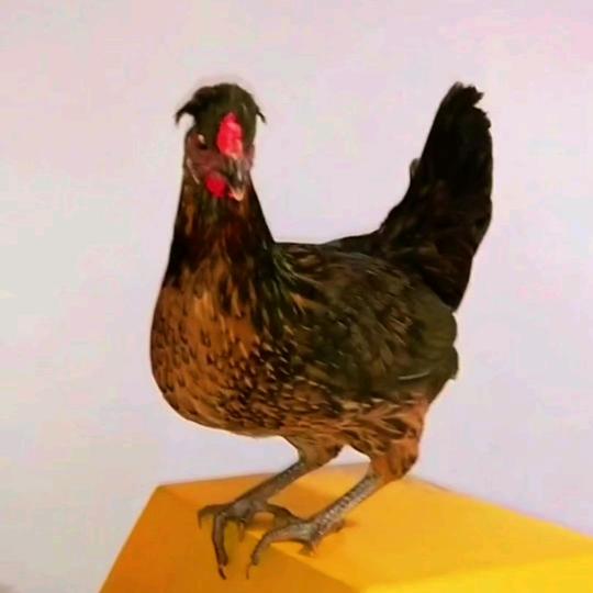 用心做养殖，各种禽类都有！