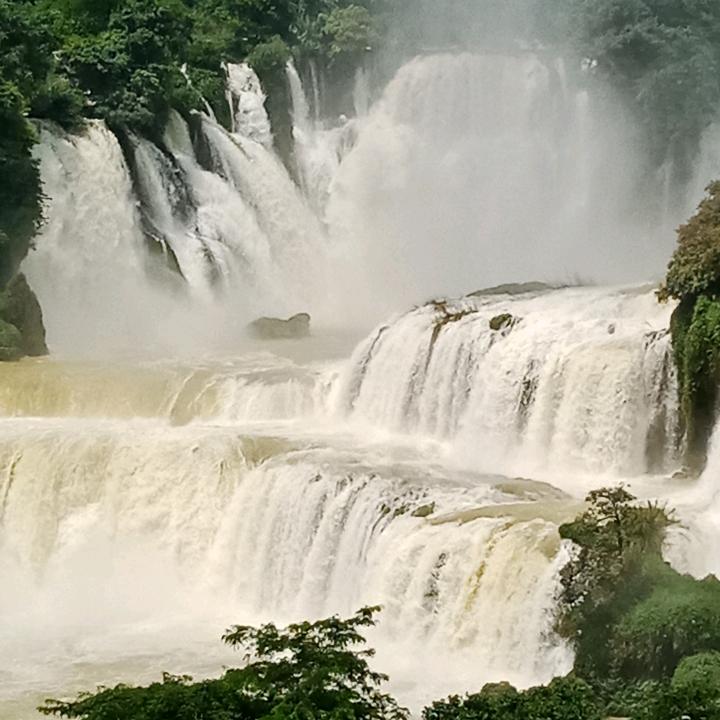 专业嫁接棋楠改良沉香大树和打孔