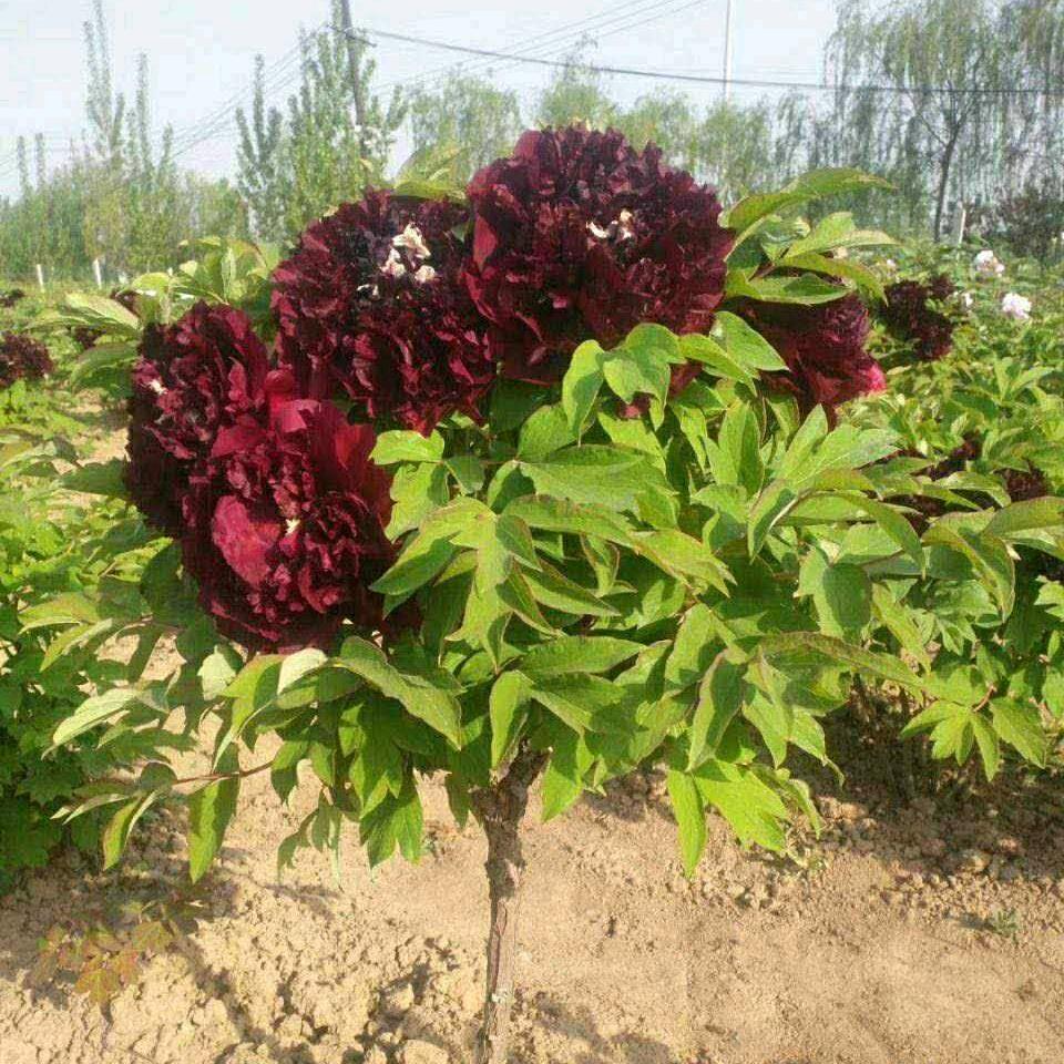 菏泽国花牡丹园