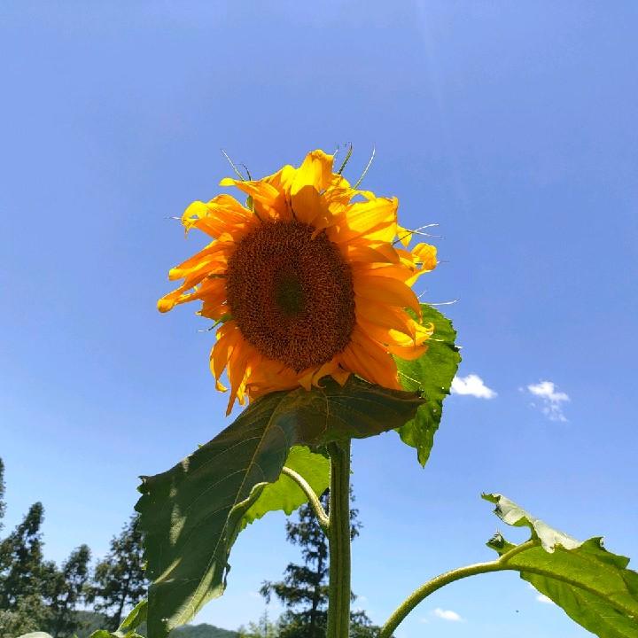 貌美如花