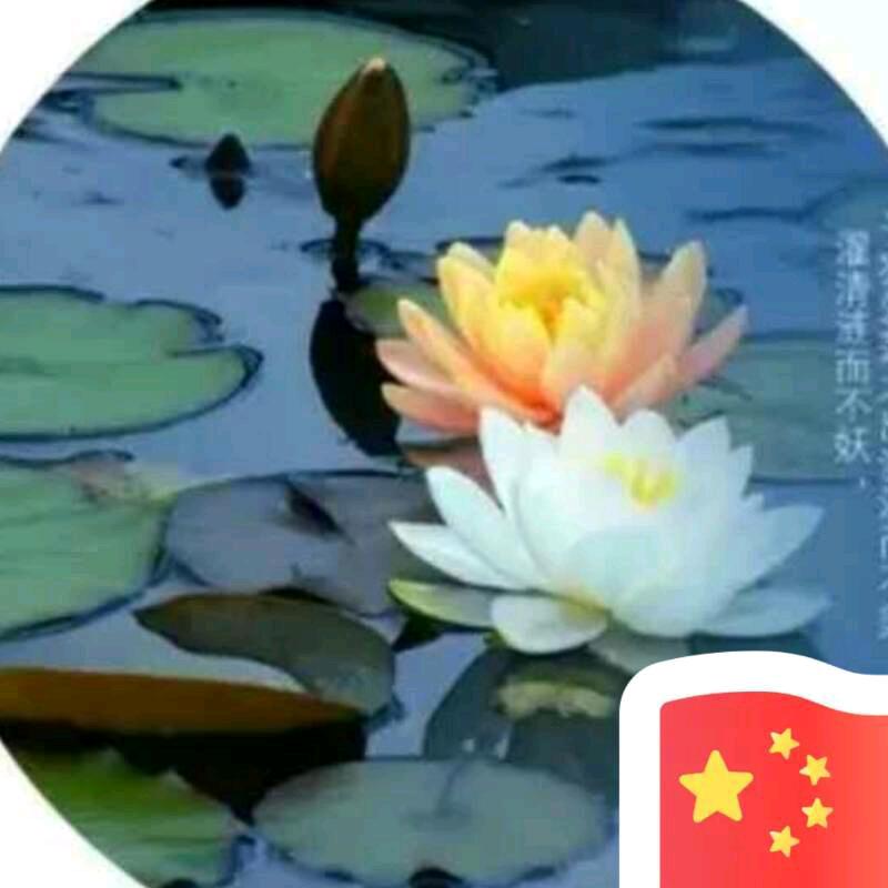 缘来就是妮🍀🌷郑美丽🌷🍀