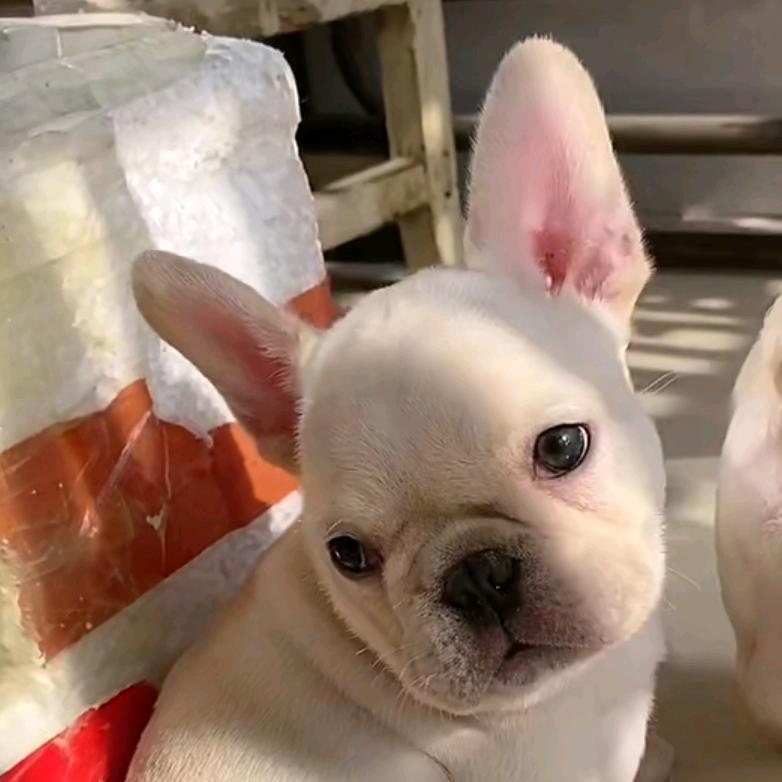 ＼(☆o☆)／我就是我＼(☆o☆)／