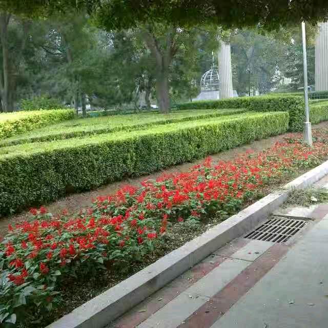 青春无悔.