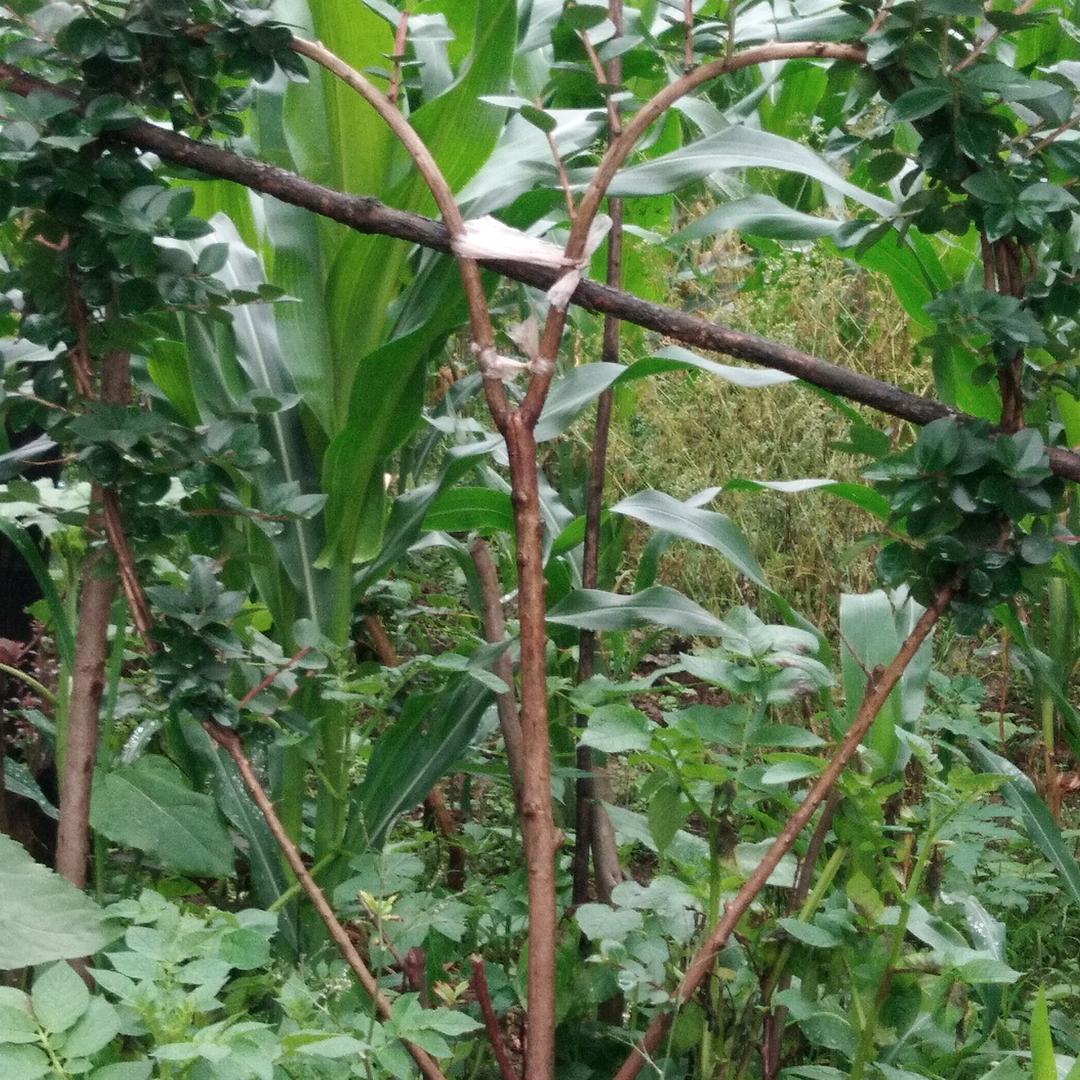 ঐꦿ思谷꧔ꦿ᭄໊，