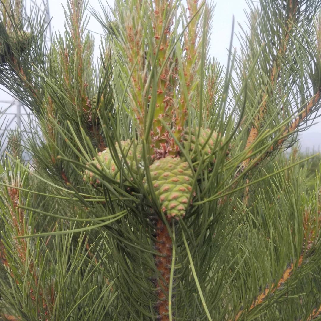 用户4527132725762少武