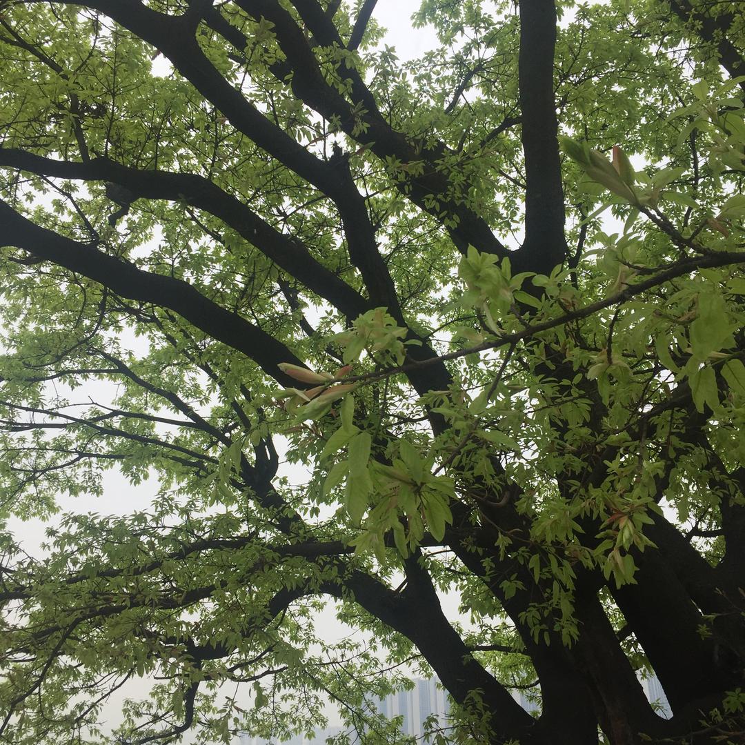 黎明的曙光