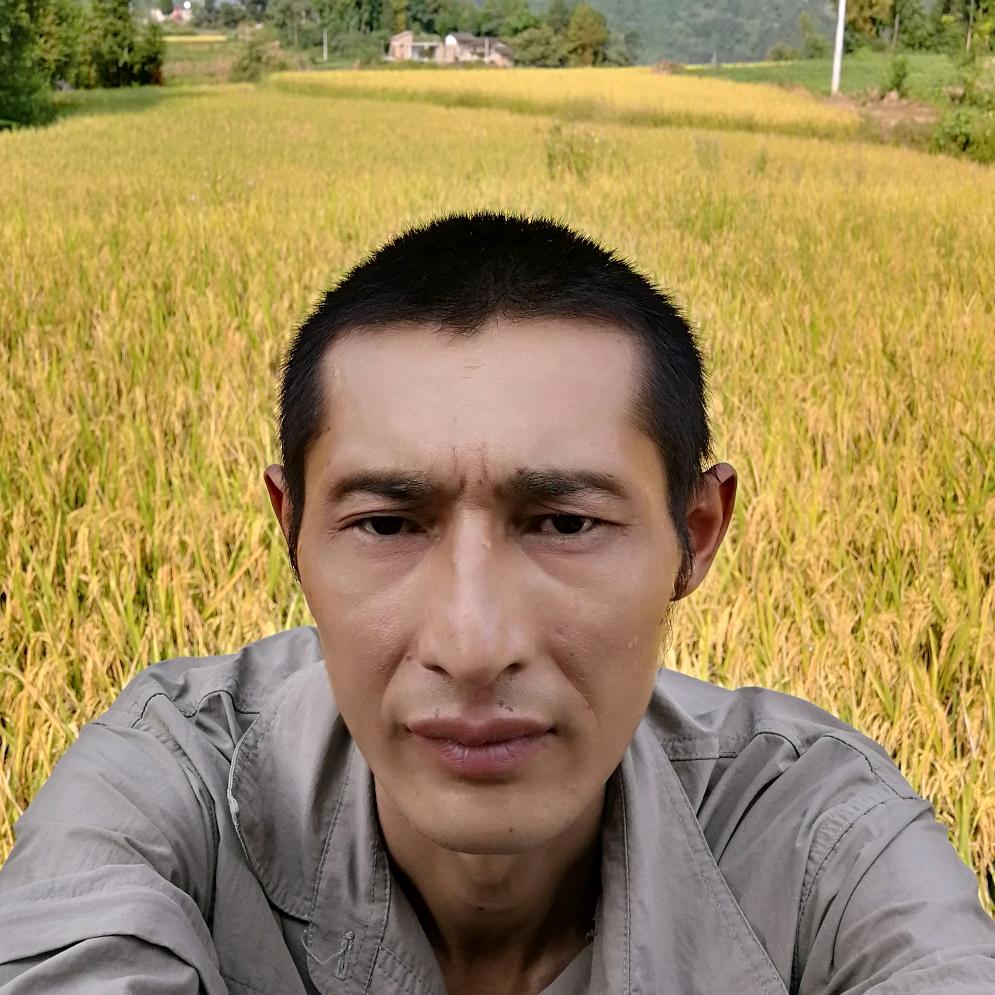 高山人〈放养藏香猪〉