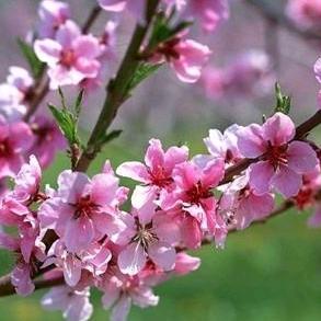 秋日梅花