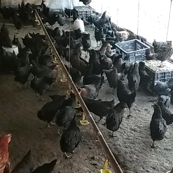 绿壳蛋鸡芦花脱温鸡专供