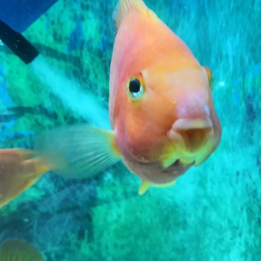 流浪猫