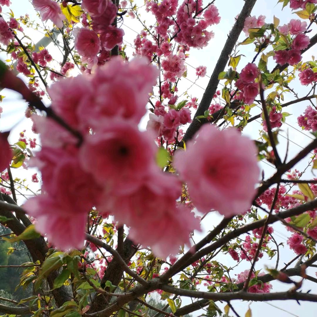 🌹🌹严🌥🍒🍒