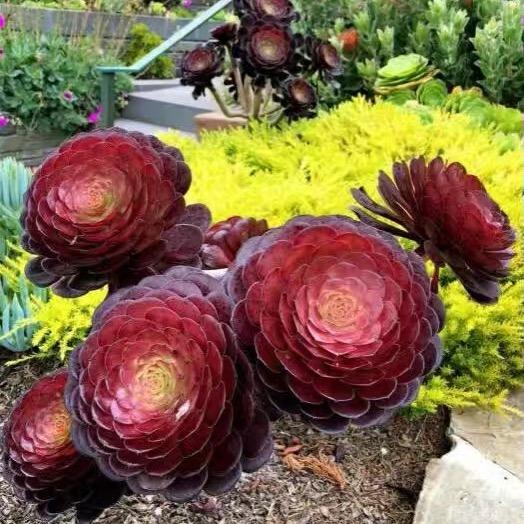 王烨花卉养护