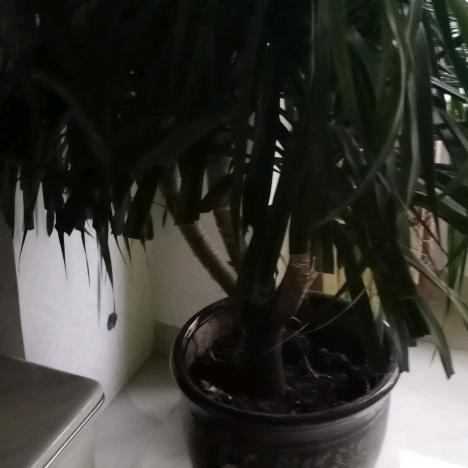 憨虎