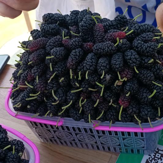 老李的一亩三分地