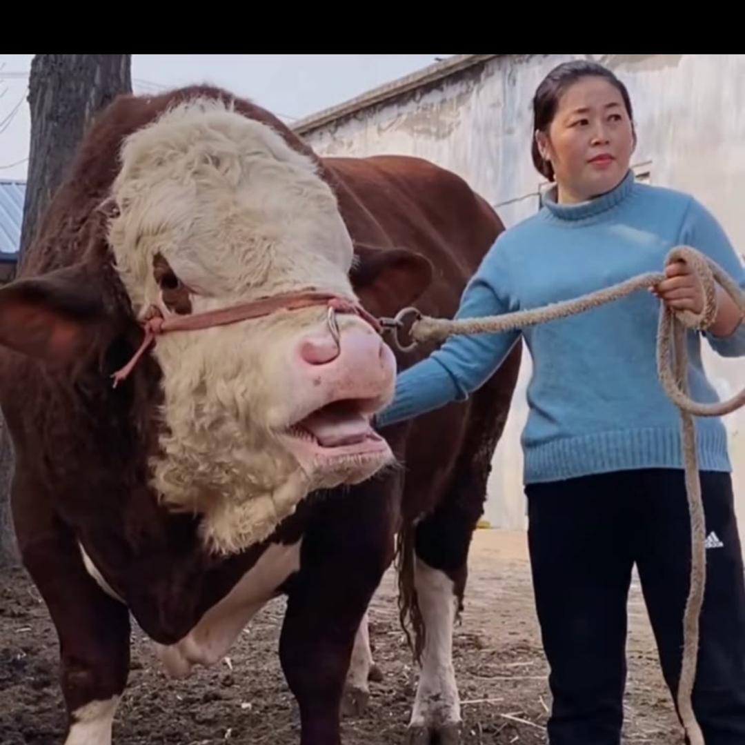 益民肉牛养殖场