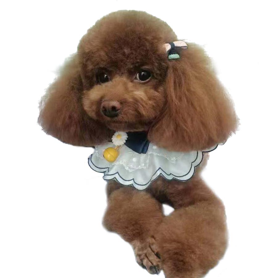 幸运的小企鹅