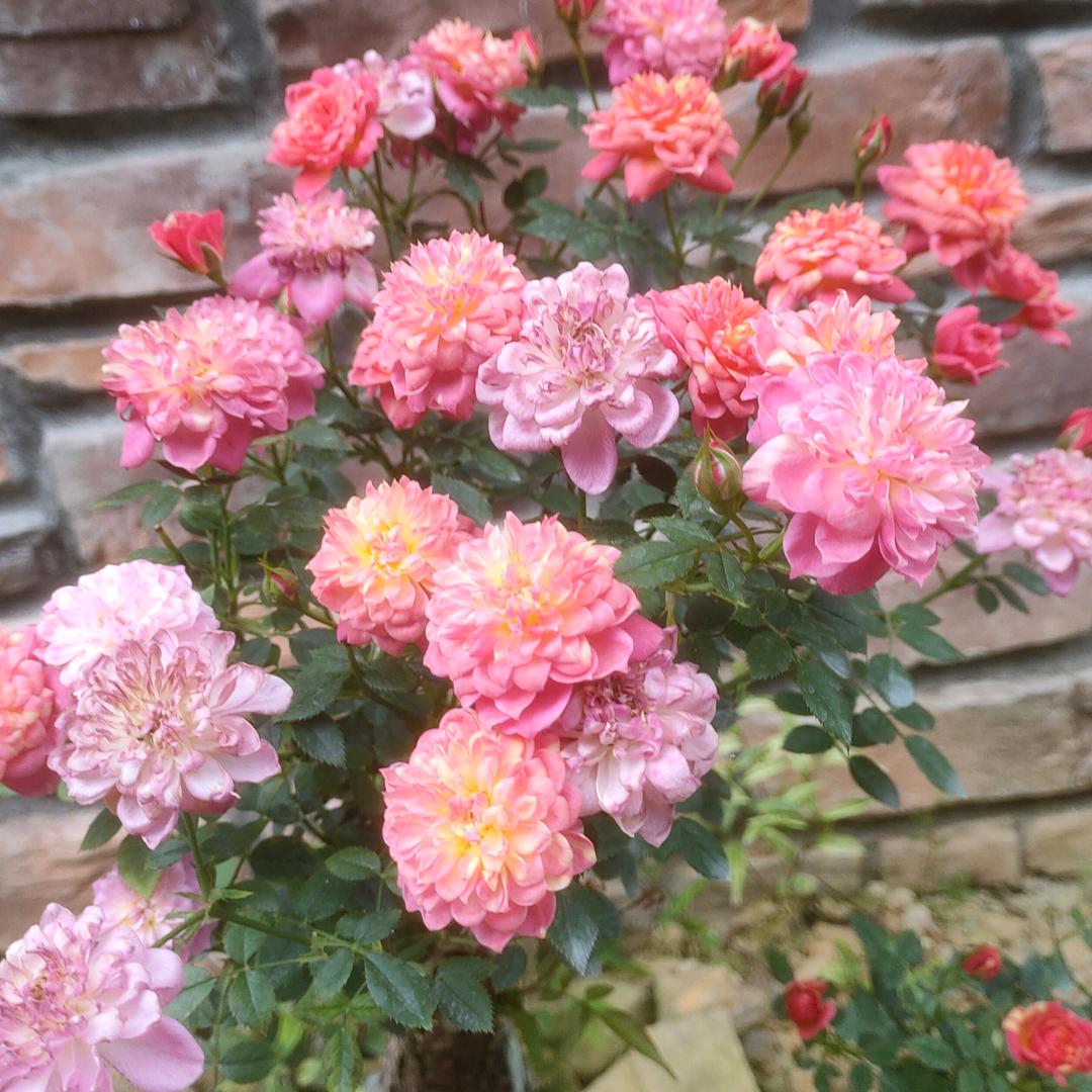 麓湖园苗木花卉