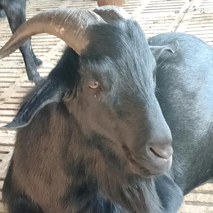 黑哥（生态放养黑山羊）