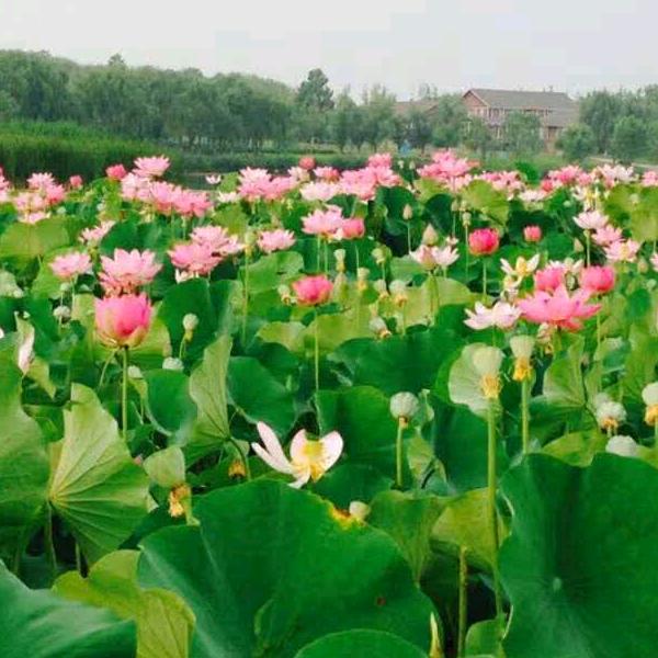 好人好梦🌹💖🌷