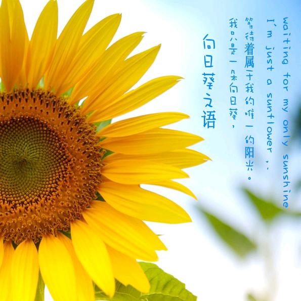 sunflower030
