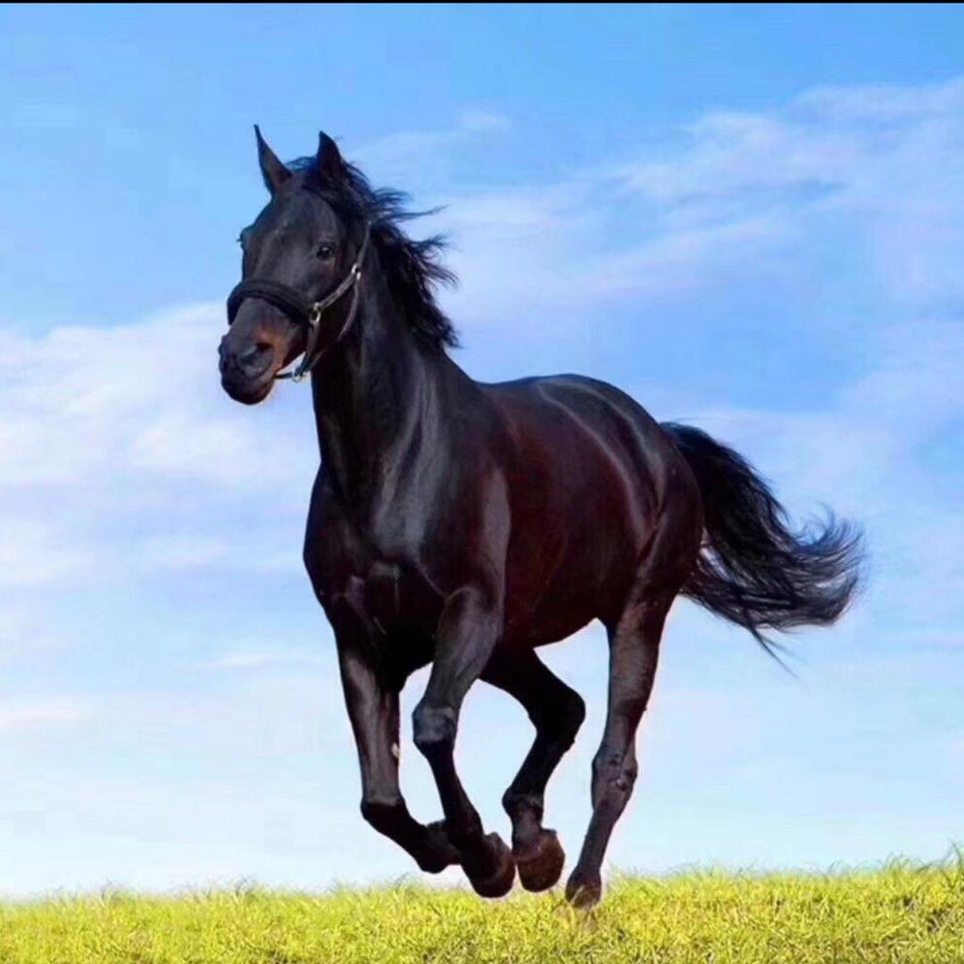 🐎到成功🙏🙏