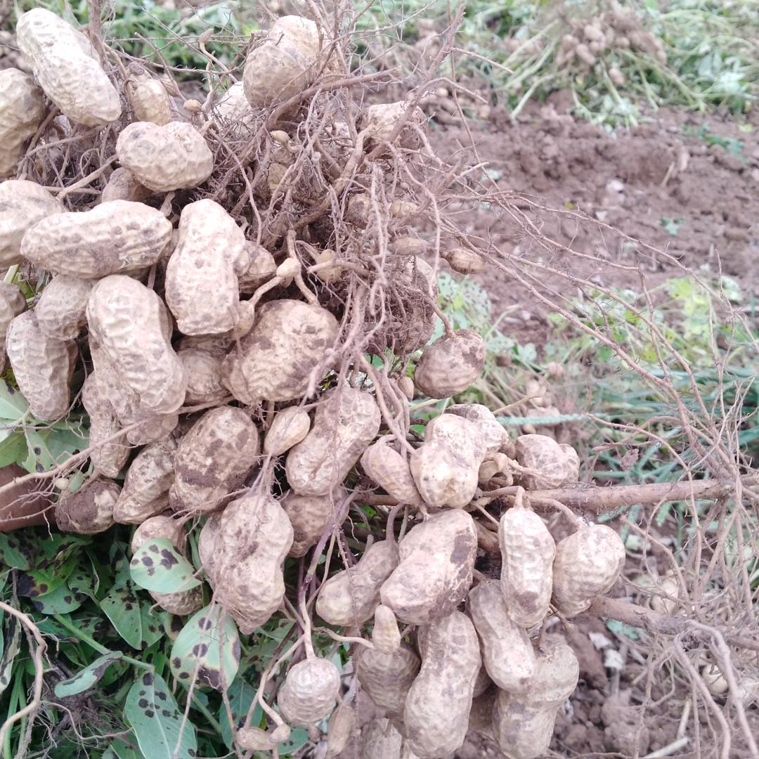 万邦兴旺批发李师父