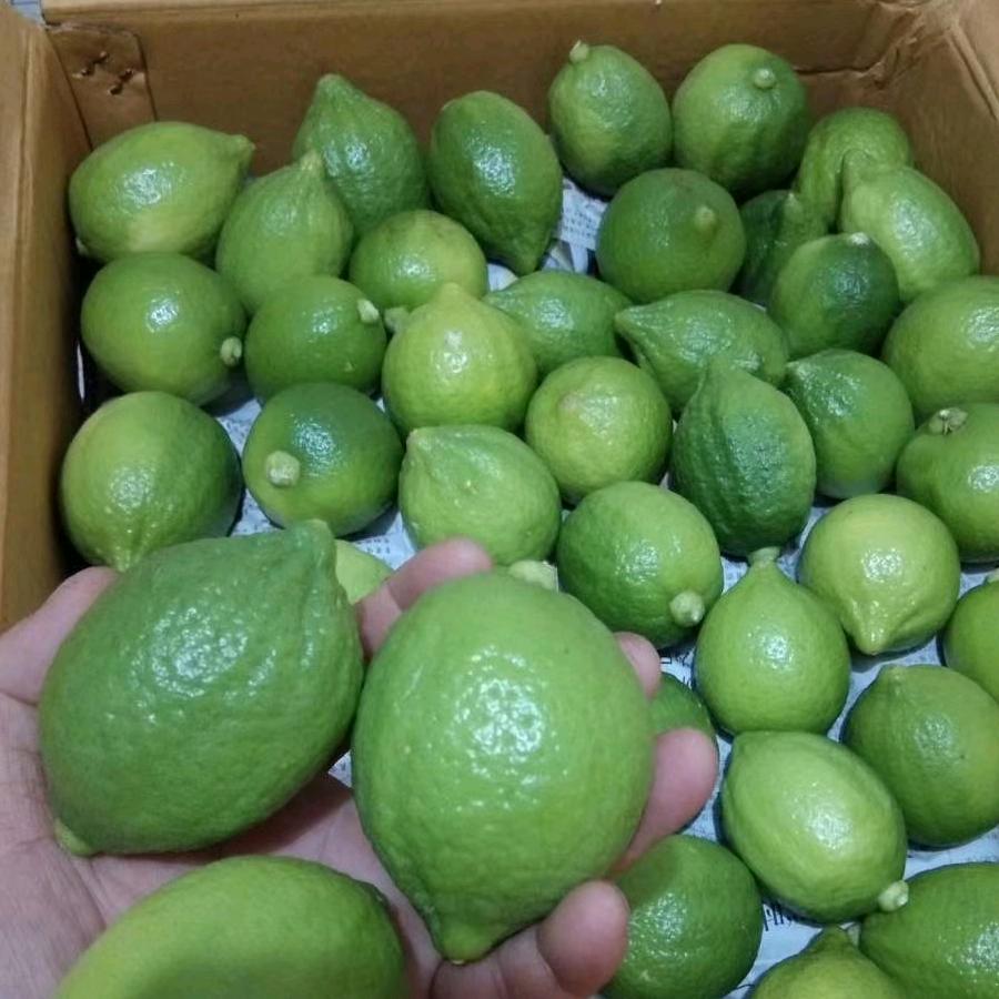 广东香水柠檬