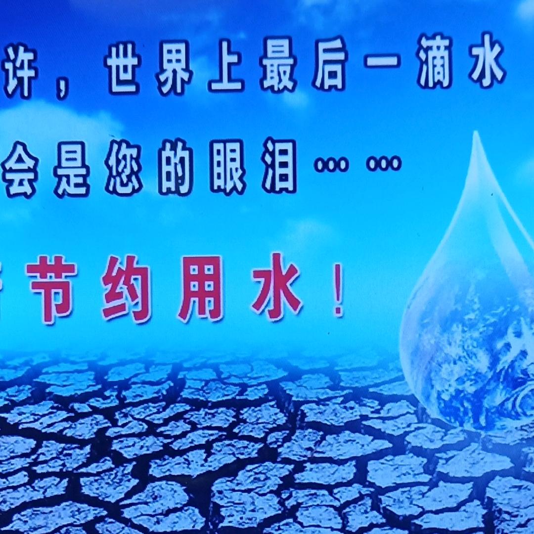 枫树