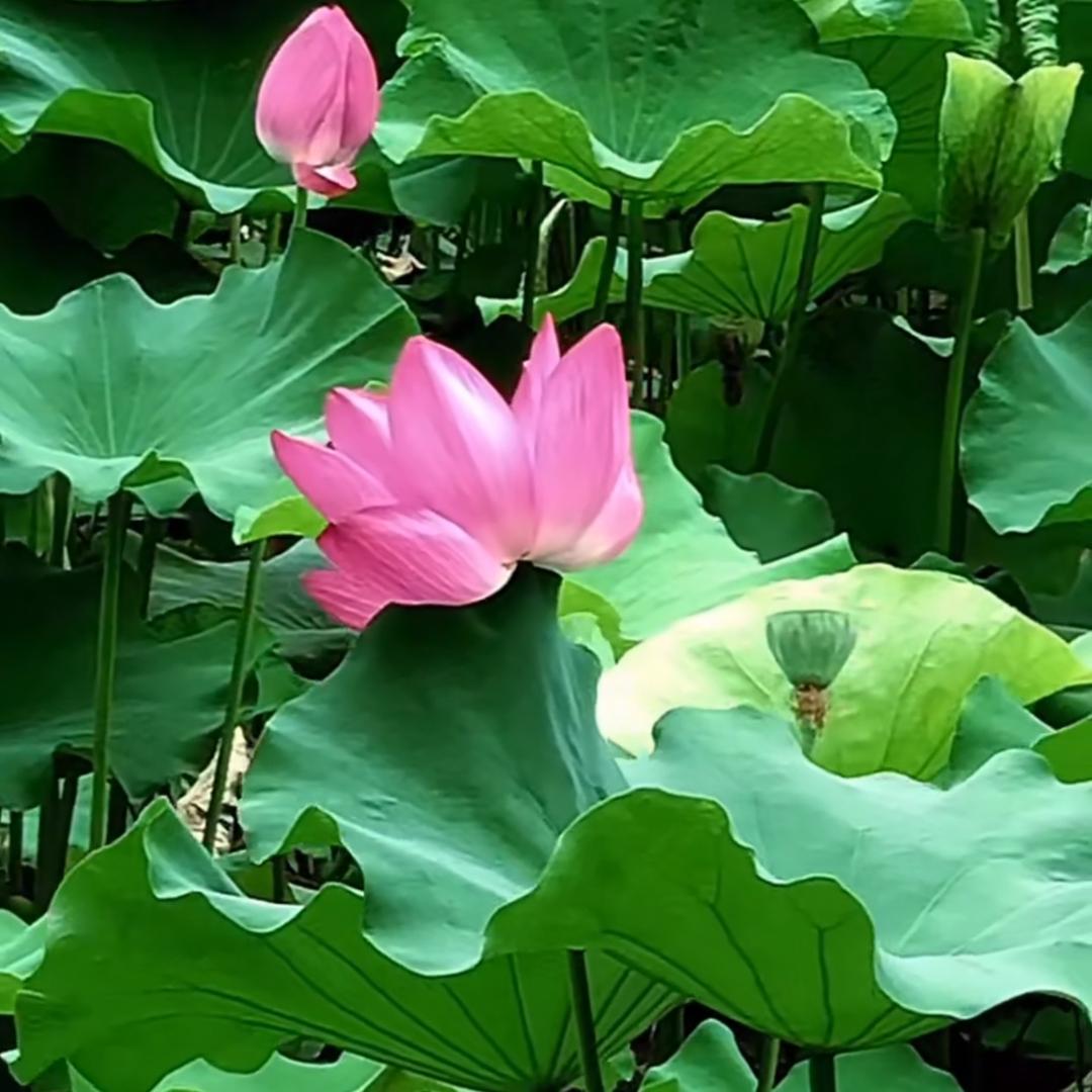 捧着幸福
