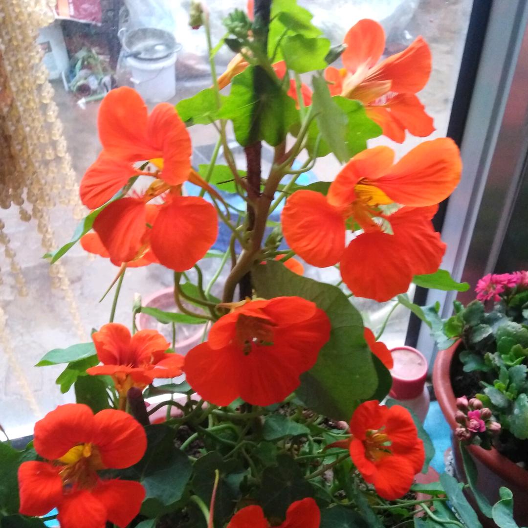张淑芹