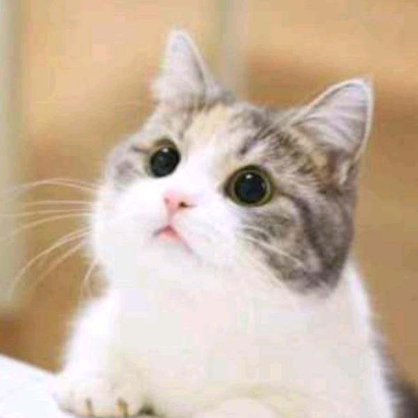 喜欢上我不会让你输的