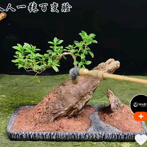 会飞的鱼 ✔