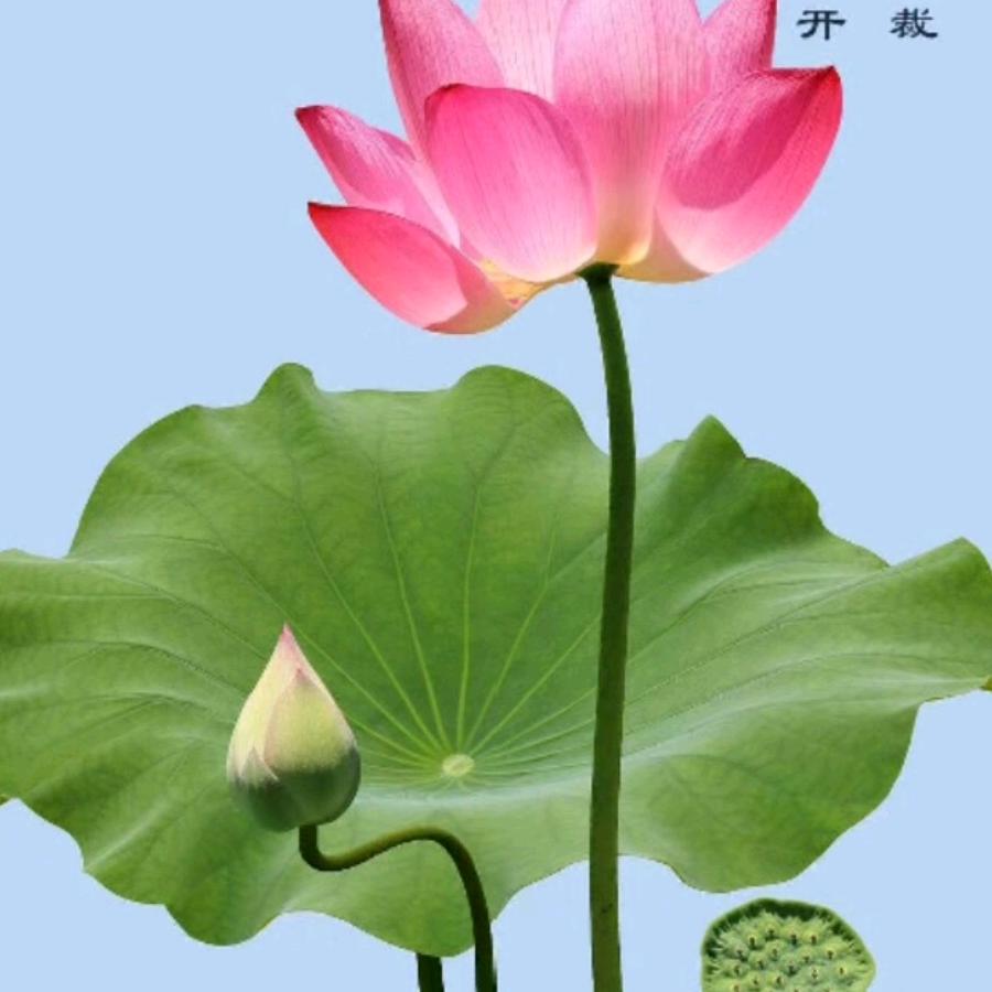 善如