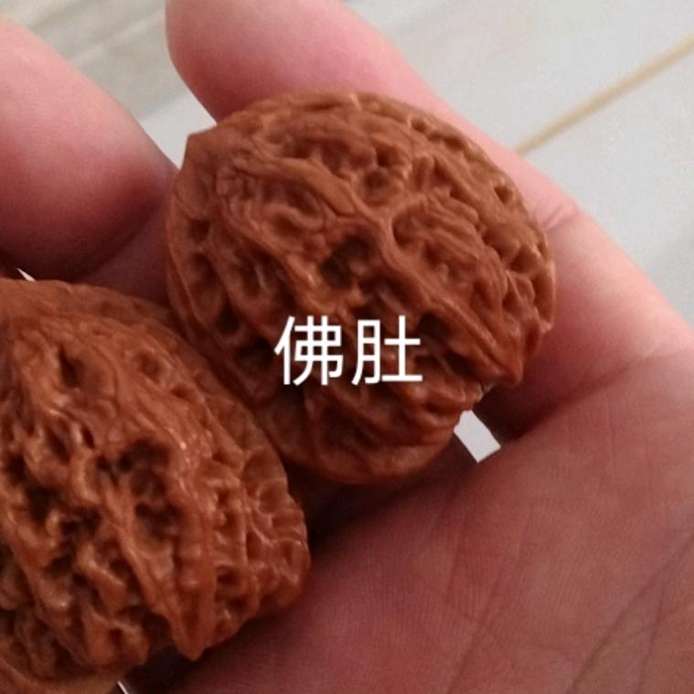 城市骆驼