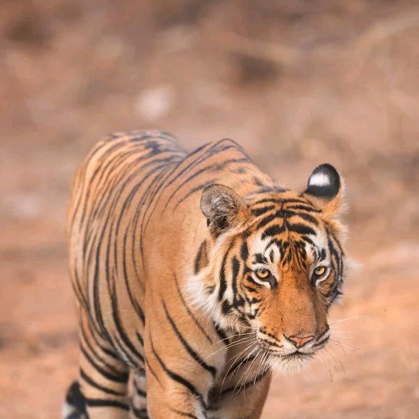 用户861142843799笑傲江湖。