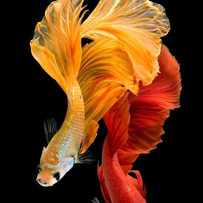 晓晓