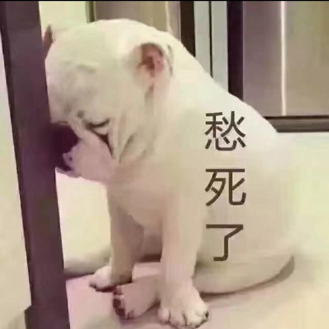 伤心鸽子