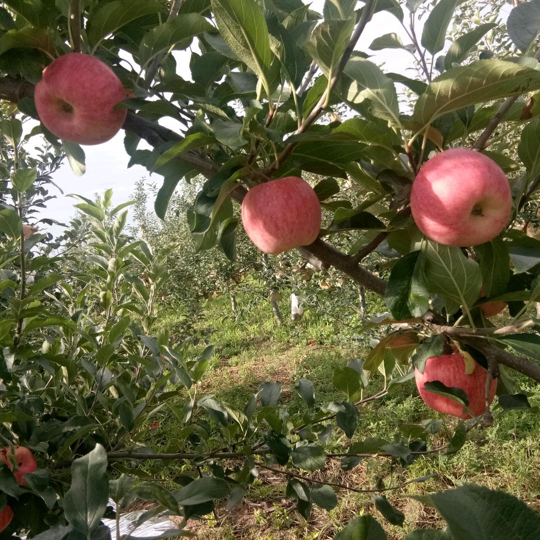 洛川苹果🍎