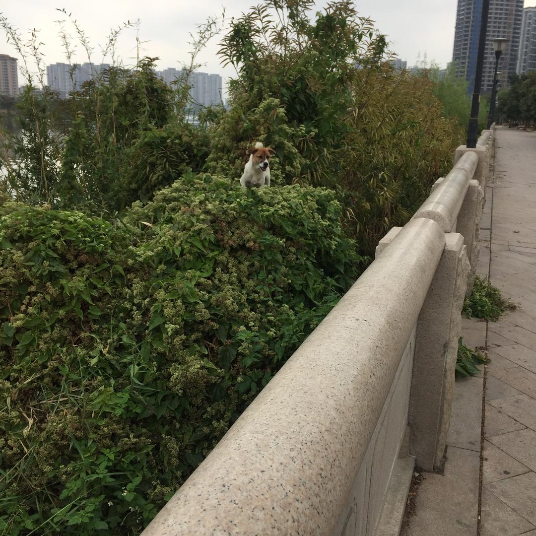 小伙伴