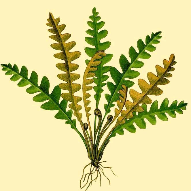 木野植物设计