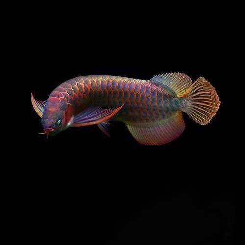 三森水族批发零售