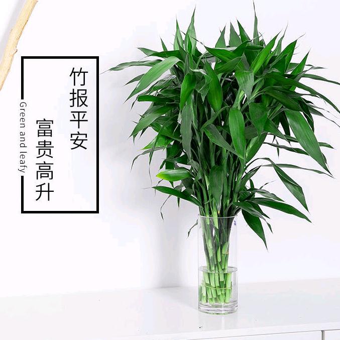 竹报平安